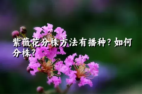 紫薇花分株方法有播种？如何分株？