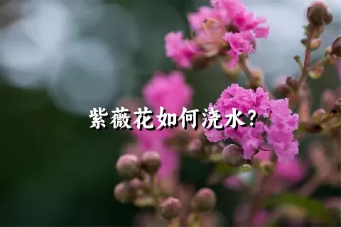 紫薇花如何浇水？