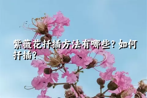 紫薇花扦插方法有哪些？如何扦插？