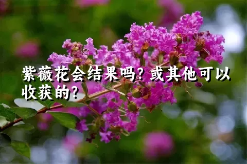 紫薇花会结果吗？或其他可以收获的？