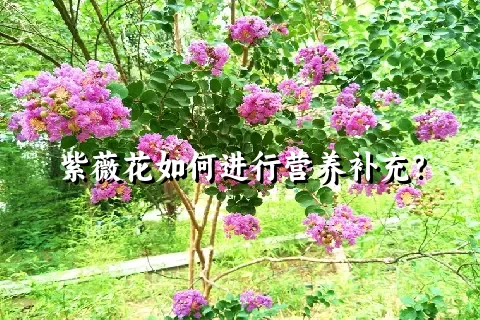 紫薇花如何进行营养补充？