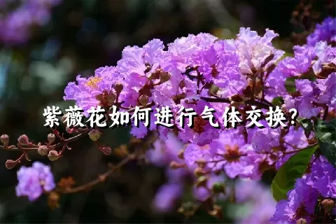 紫薇花如何进行气体交换？