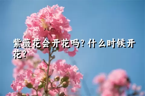 紫薇花会开花吗？什么时候开花？