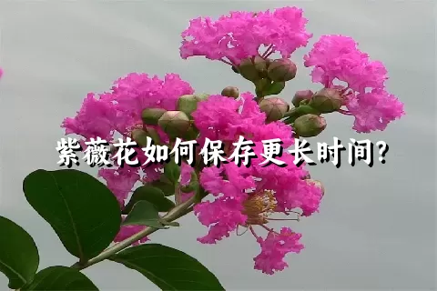 紫薇花如何保存更长时间？