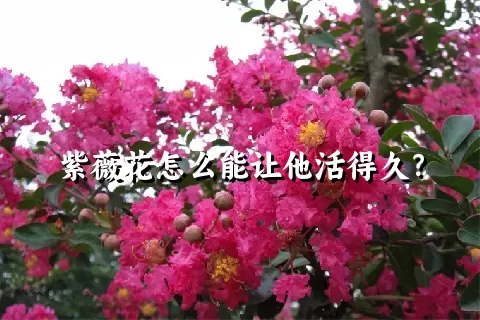 紫薇花怎么能让他活得久？