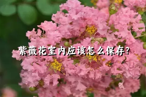 紫薇花室内应该怎么保存？