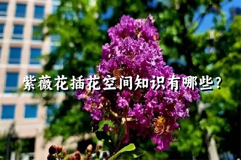 紫薇花插花空间知识有哪些？