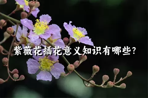 紫薇花插花意义知识有哪些？