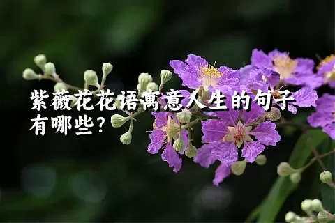 紫薇花花语寓意人生的句子有哪些？