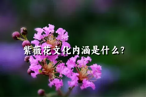 紫薇花文化内涵是什么？