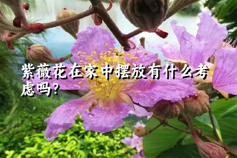 紫薇花在家中摆放有什么考虑吗？