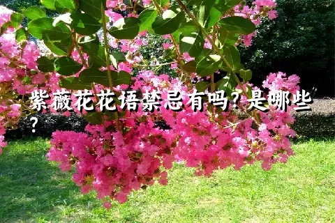 紫薇花花语禁忌有吗？是哪些？