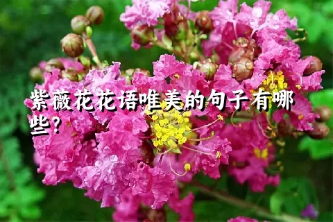 紫薇花花语唯美的句子有哪些？