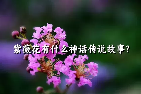 紫薇花有什么神话传说故事？