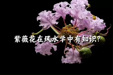 紫薇花在风水学中有知识？