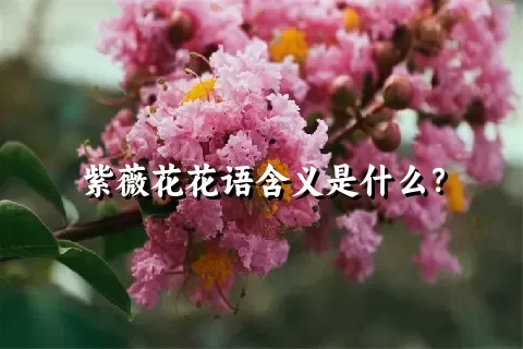 紫薇花花语含义是什么？