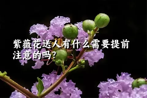 紫薇花送人有什么需要提前注意的吗？