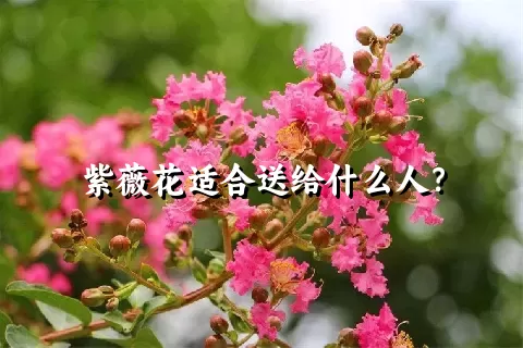 紫薇花适合送给什么人？