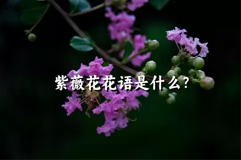 紫薇花花语是什么？