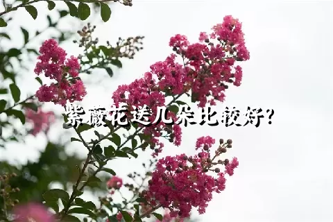 紫薇花送几朵比较好？