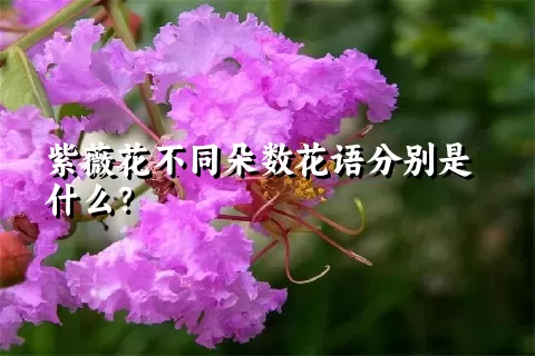 紫薇花不同朵数花语分别是什么？