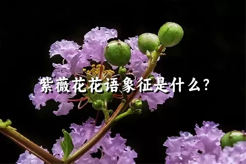 紫薇花花语象征是什么？