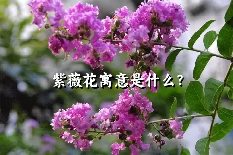 紫薇花寓意是什么？