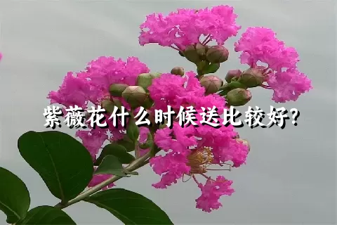 紫薇花什么时候送比较好？