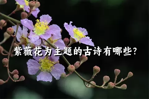 紫薇花为主题的古诗有哪些？