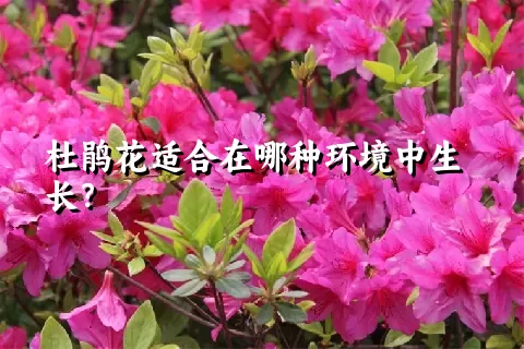 杜鹃花适合在哪种环境中生长？