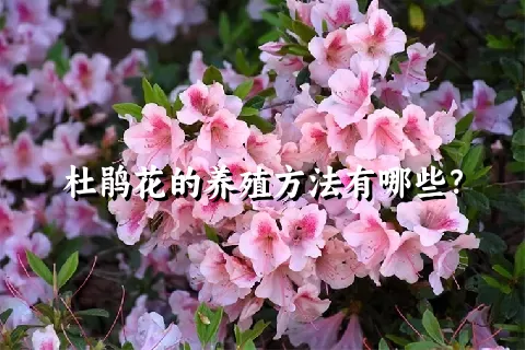 杜鹃花的养殖方法有哪些？