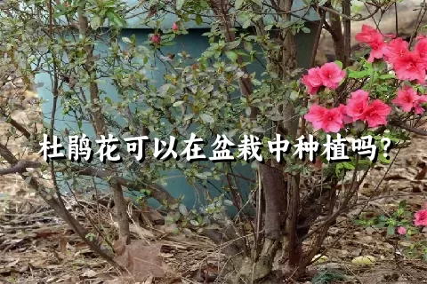 杜鹃花可以在盆栽中种植吗？