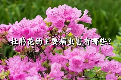 杜鹃花的主要病虫害有哪些？