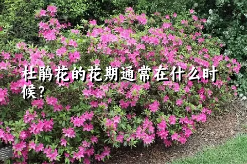 杜鹃花的花期通常在什么时候？