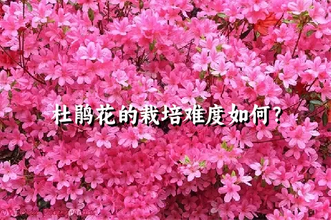 杜鹃花的栽培难度如何？