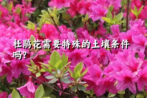 杜鹃花需要特殊的土壤条件吗？