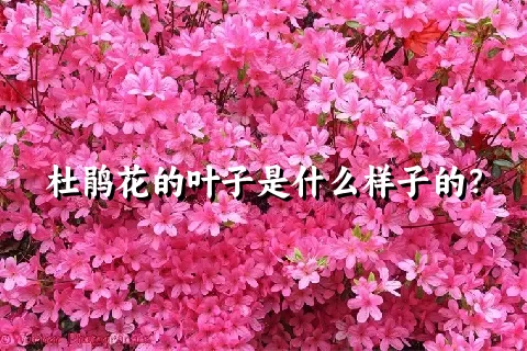 杜鹃花的叶子是什么样子的？