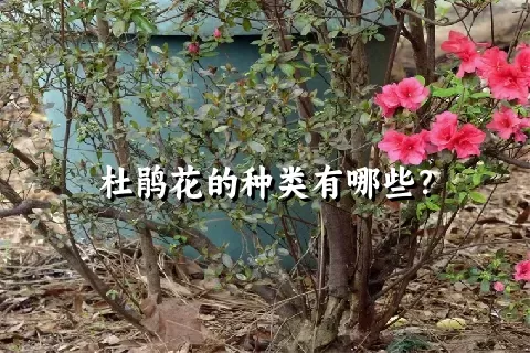 杜鹃花的种类有哪些？