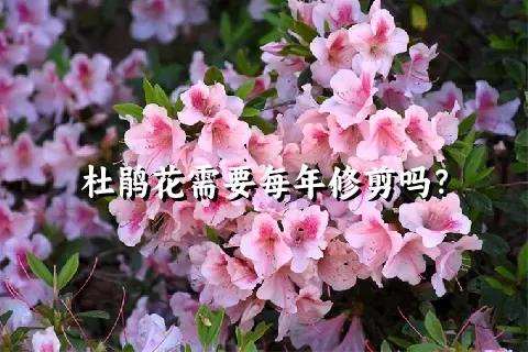 杜鹃花需要每年修剪吗？