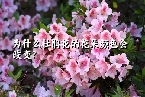 为什么杜鹃花的花朵颜色会改变？