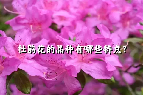 杜鹃花的品种有哪些特点？