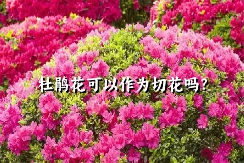 杜鹃花可以作为切花吗？