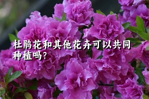 杜鹃花和其他花卉可以共同种植吗？