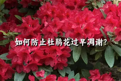 如何防止杜鹃花过早凋谢？