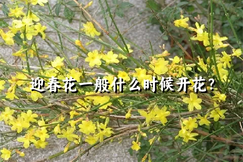 迎春花一般什么时候开花？