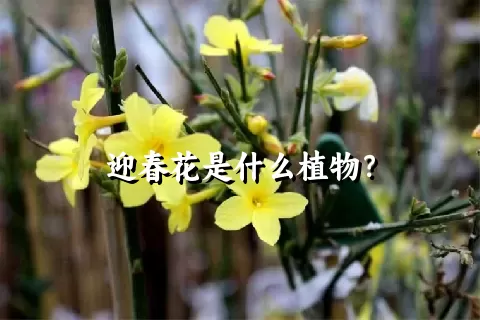 迎春花是什么植物？