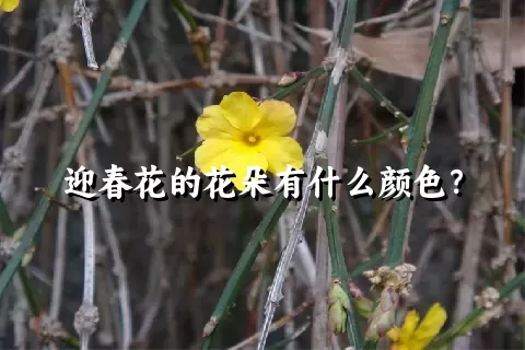 迎春花的花朵有什么颜色？