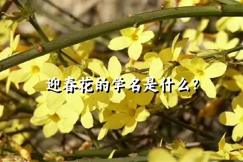 迎春花的学名是什么？