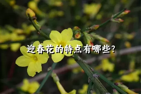 迎春花的特点有哪些？