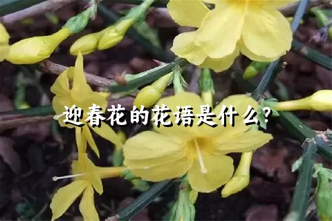 迎春花的花语是什么？